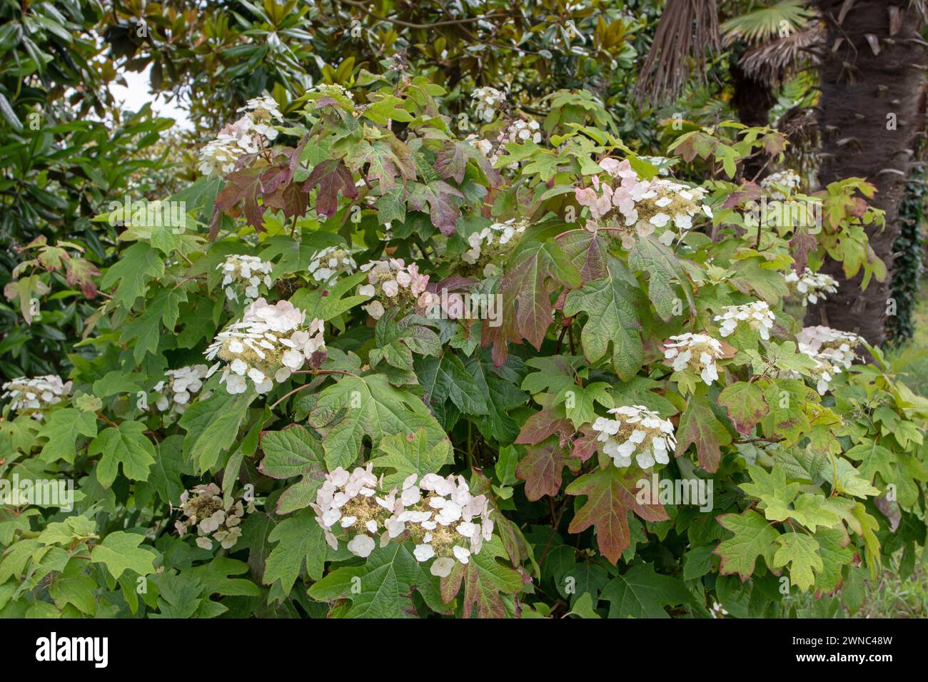 Eichenblatthortensie oder Hortensie quercifolia Pflanze mit weißen Blüten. Stockfoto