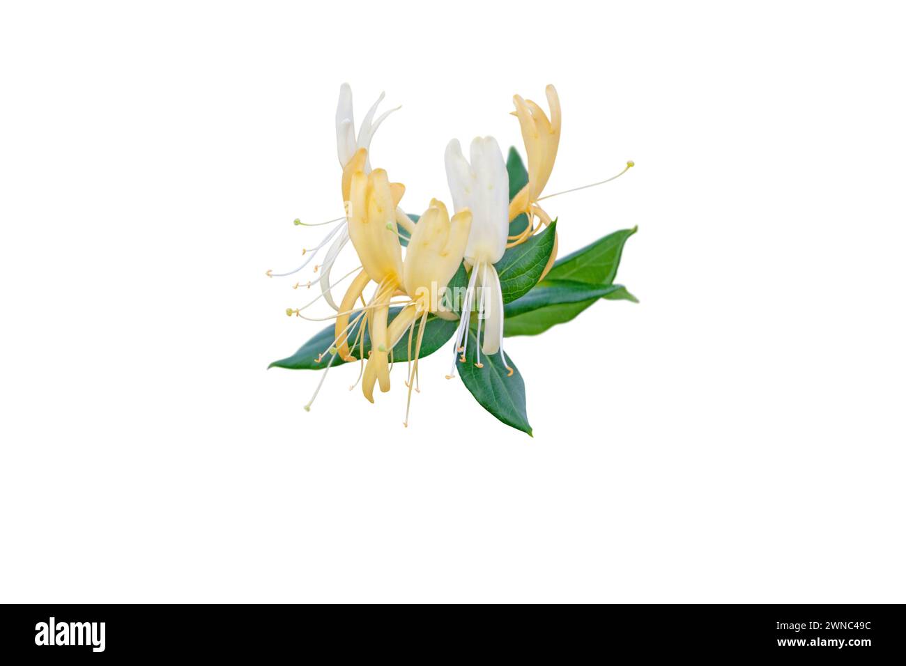 Geißblatt oder Lonicera japonica blühender Zweig isoliert auf weiß. Weiße und gelbe röhrenförmige, duftende Lonicera-Blüten. Stockfoto