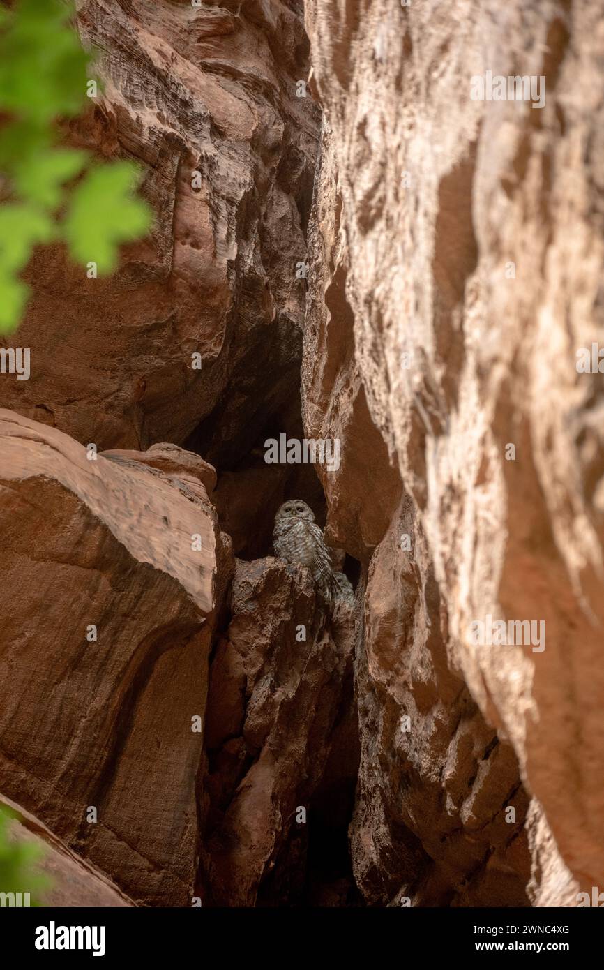 Zwei mexikanische Spotted Eulen nisten in Crack in Red Rocks in Zion Stockfoto
