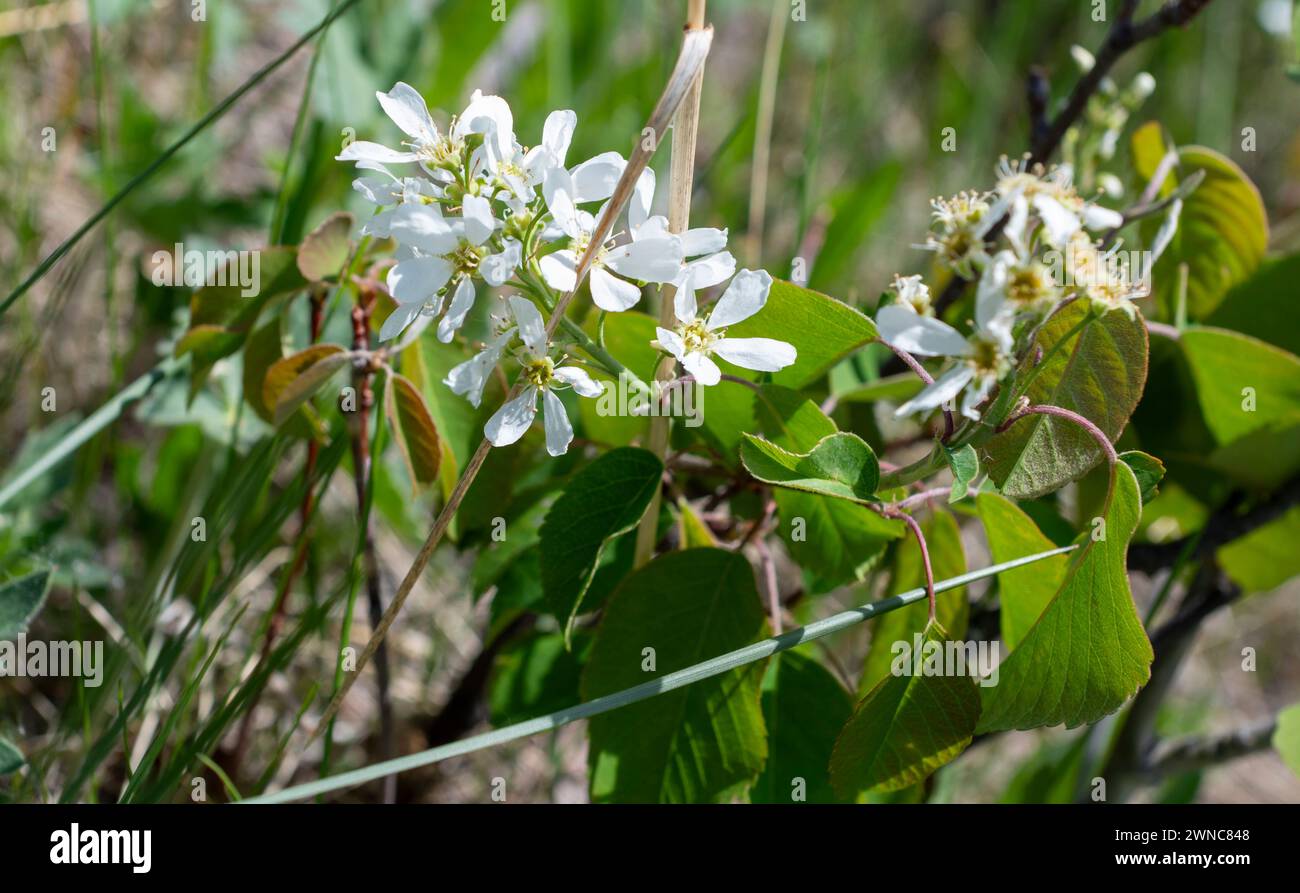 Western Serviceberry (amelanchier alnifolia), alias Saskatoon Serviceberry, Juneberry, Western Shadbush, Chuckley Pear, Taubenbeere, Stockfoto