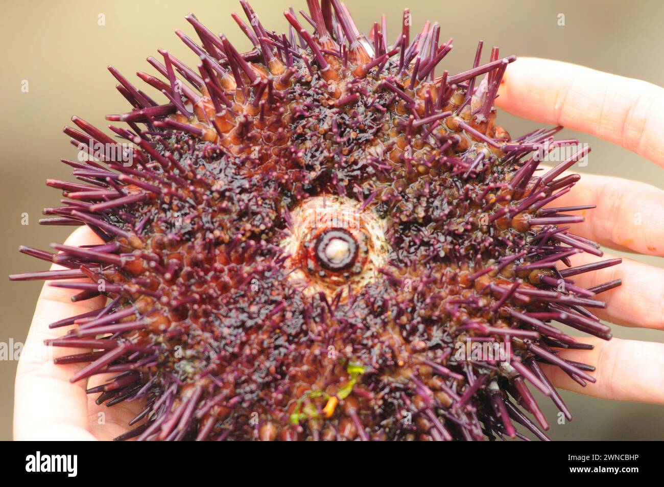Seeigel sterben am Shi Shi Beach olympischer Nationalpark washington State usa Stockfoto