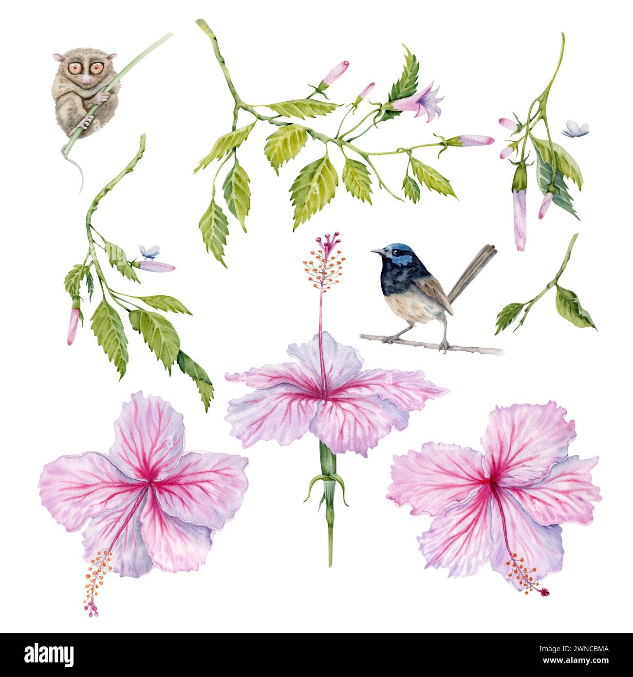 Hibiskus-Set in Aquarellfarben in Rosa und weiß. Handgemalte Blumen mit Blättern, Knospen auf Zweig isoliert auf weißem Hintergrund. Realistisch empfindliche Pflanzen Stockfoto