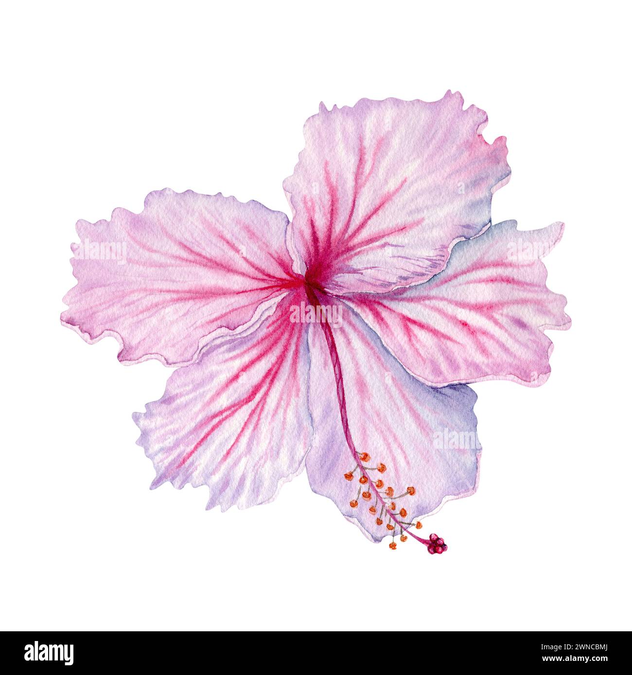 Aquarellrosa und weiße Hibiskusblüte. Handgemalte Blüte isoliert auf weißem Hintergrund. Realistisch zartes florales Element. Hibiskus-Tee, Sirup Stockfoto