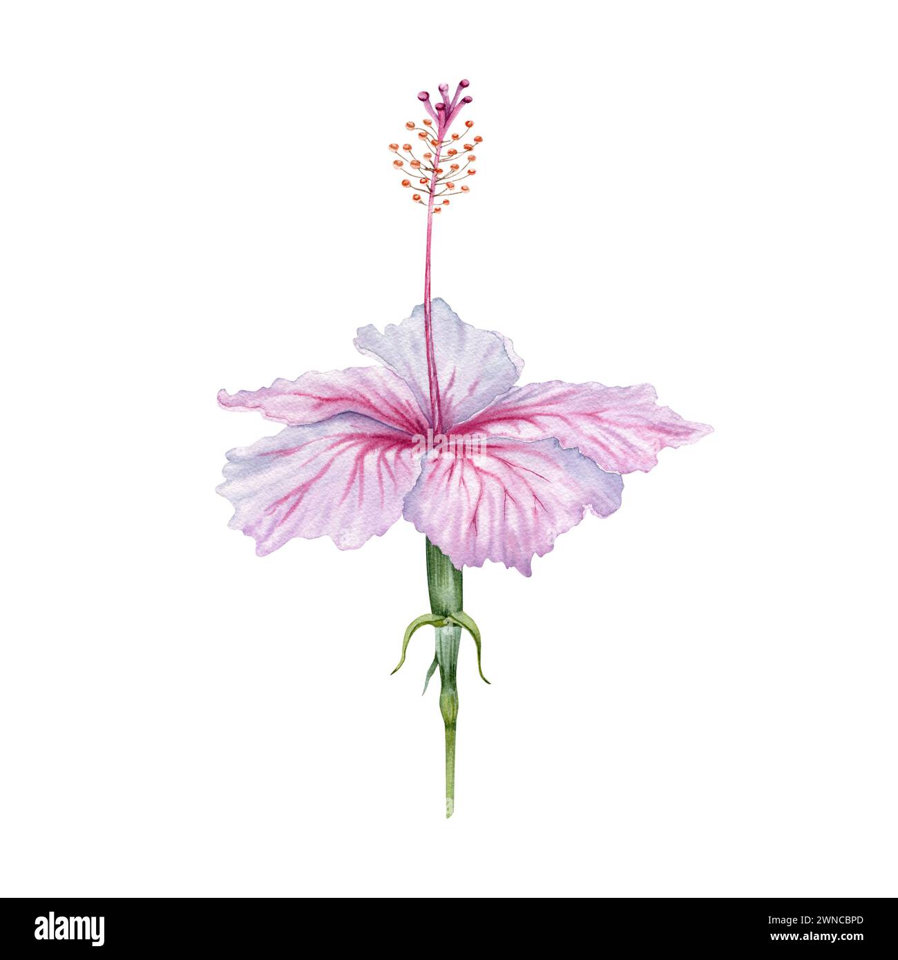 Aquarellrosa und weiße Hibiskusblüte. Handgemalte Blüte isoliert auf weißem Hintergrund. Realistisch zartes florales Element. Hibiskus-Tee, Sirup Stockfoto