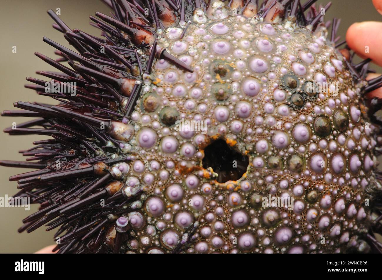 Seeigel sterben am Shi Shi Beach olympischer Nationalpark washington State usa Stockfoto