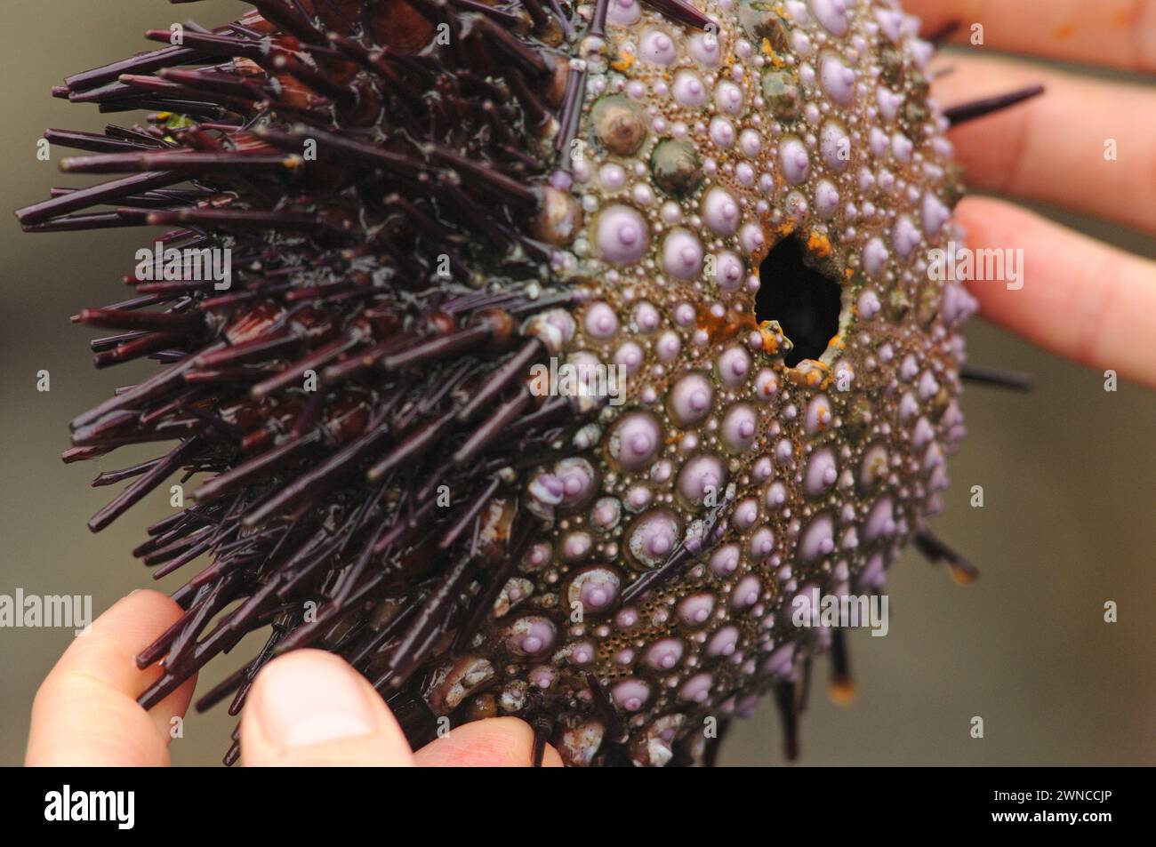 Seeigel sterben am Shi Shi Beach olympischer Nationalpark washington State usa Stockfoto