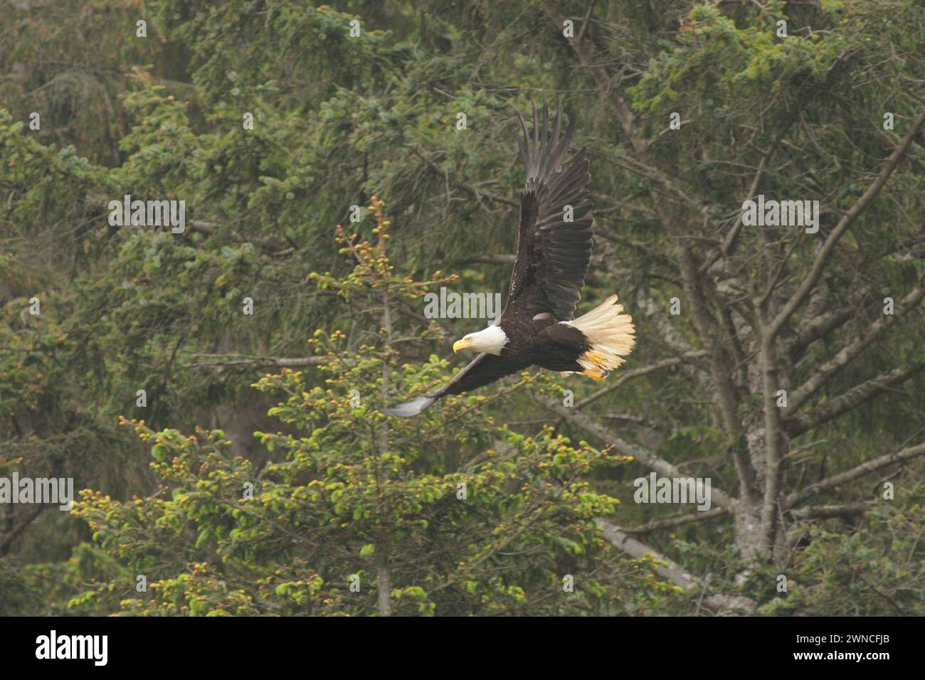 Erwachsener Weißkopfadler Haliaeetus leucocephalus im Flug Shi Shi Beach Point des Arches Olympic National Park Washington Stockfoto