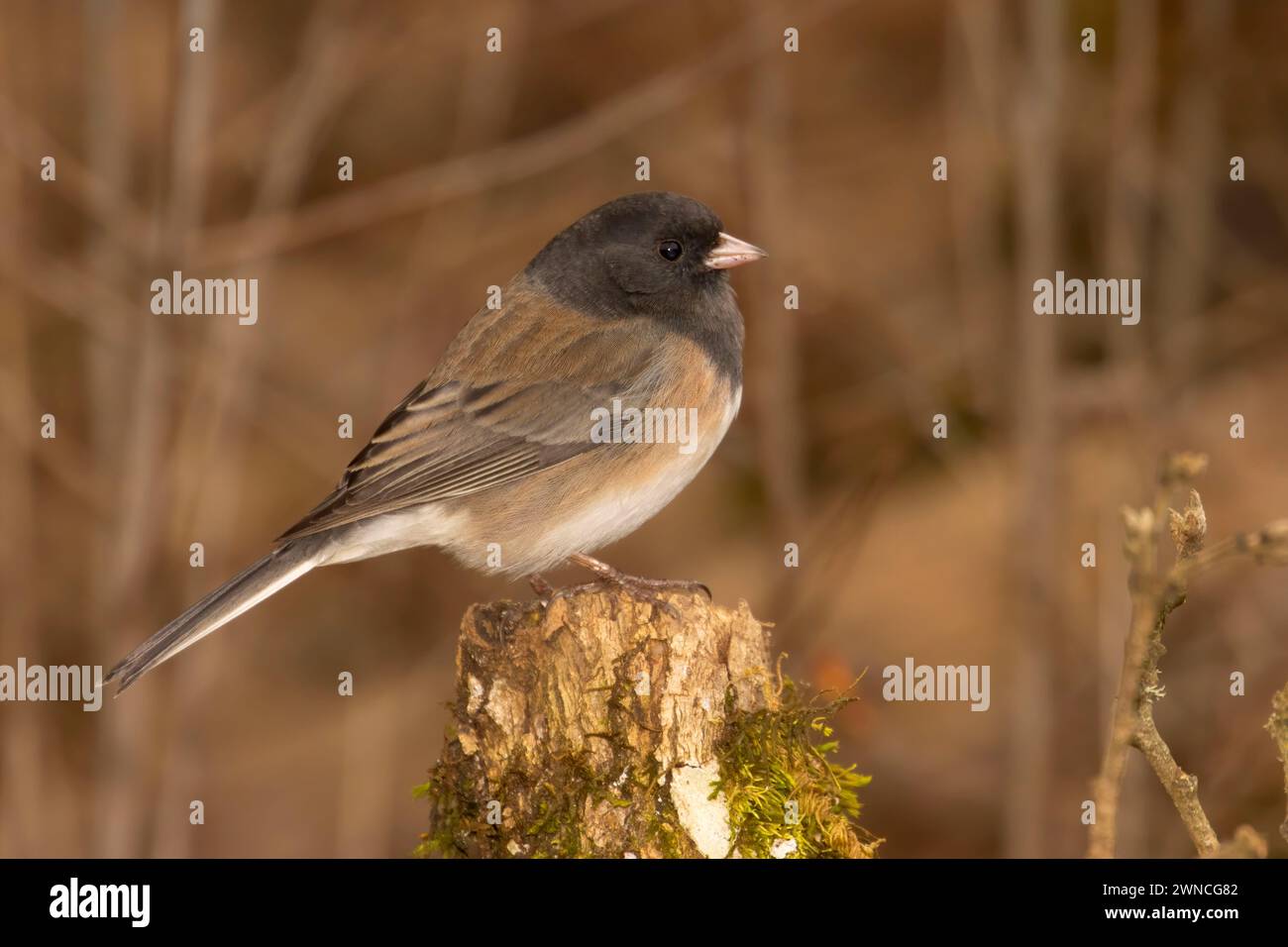 junco mit dunklen Augen (Junco hyemalis), William Finley National Wildlife Refuge, Oregon Stockfoto