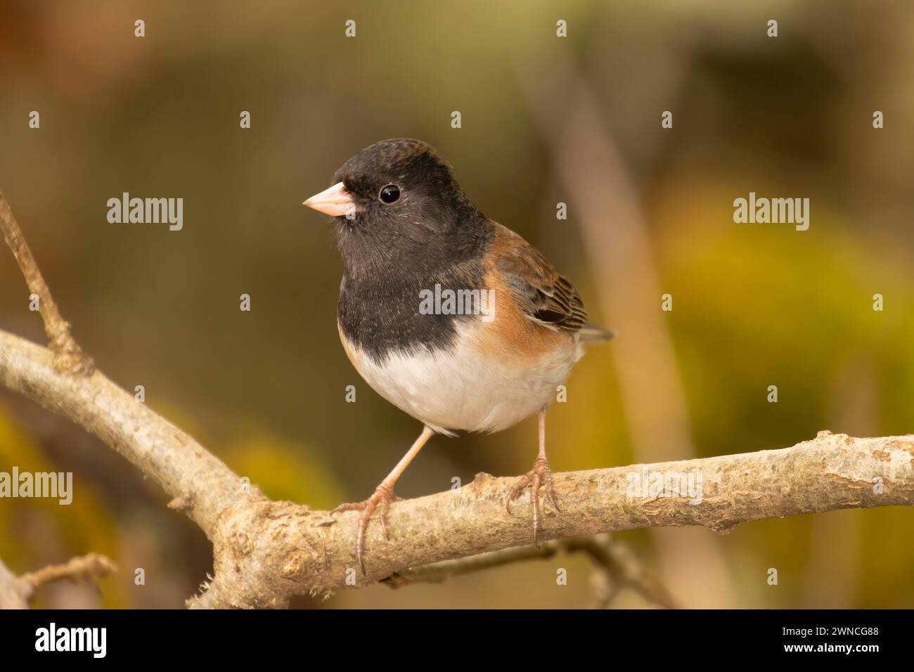junco mit dunklen Augen (Junco hyemalis), William Finley National Wildlife Refuge, Oregon Stockfoto