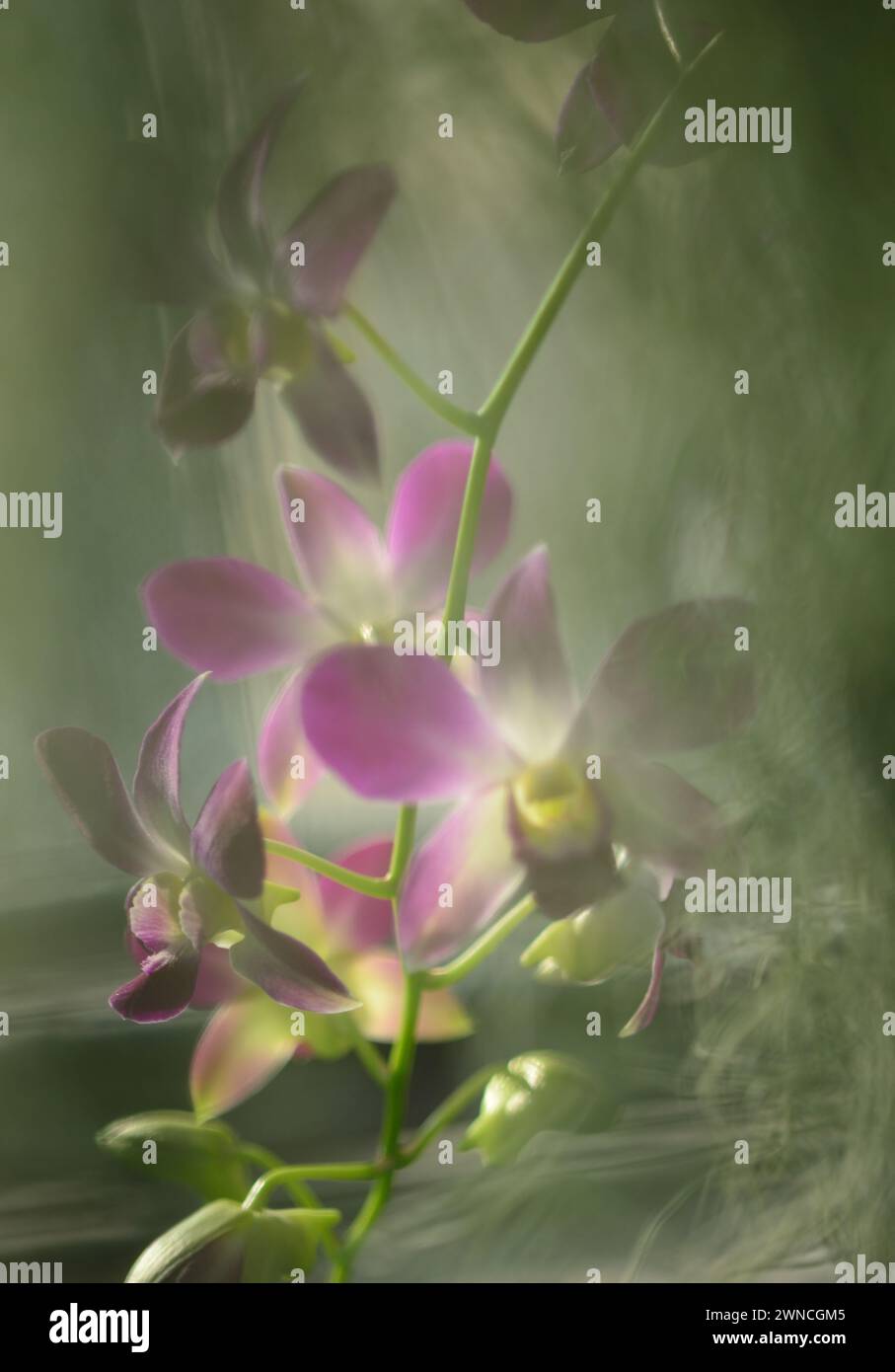 Orchideen im Nebel Stockfoto
