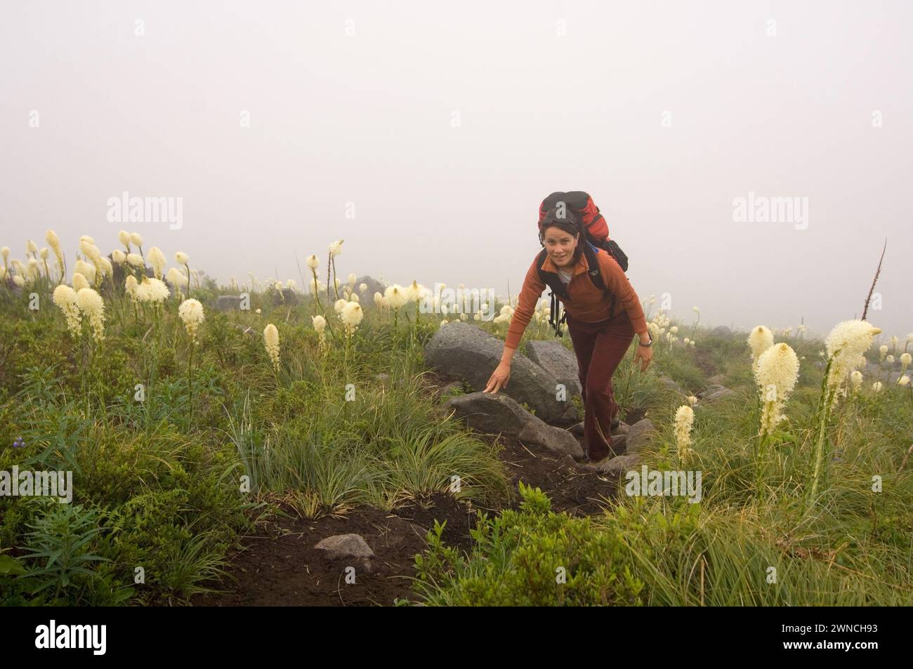 Sunny Coulson eine gebürtige amerikanische Frau wandert während einer Sommerwanderung mit blühendem Beargrass zum Gipfel des mt Bandera Cascades Washington State USA Stockfoto