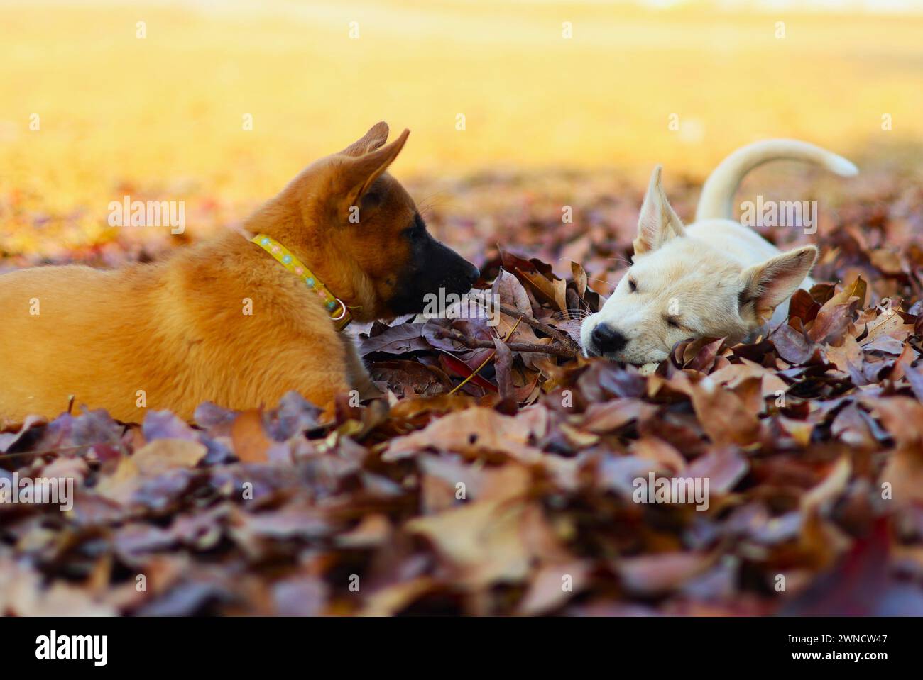 In einer Welt gefallener Blätter finden zwei Seelen Trost. Der eine blickt in die Tiefen der Träume, während der andere eine stille Mahnwache hält. Ein Moment der Verbindung Stockfoto