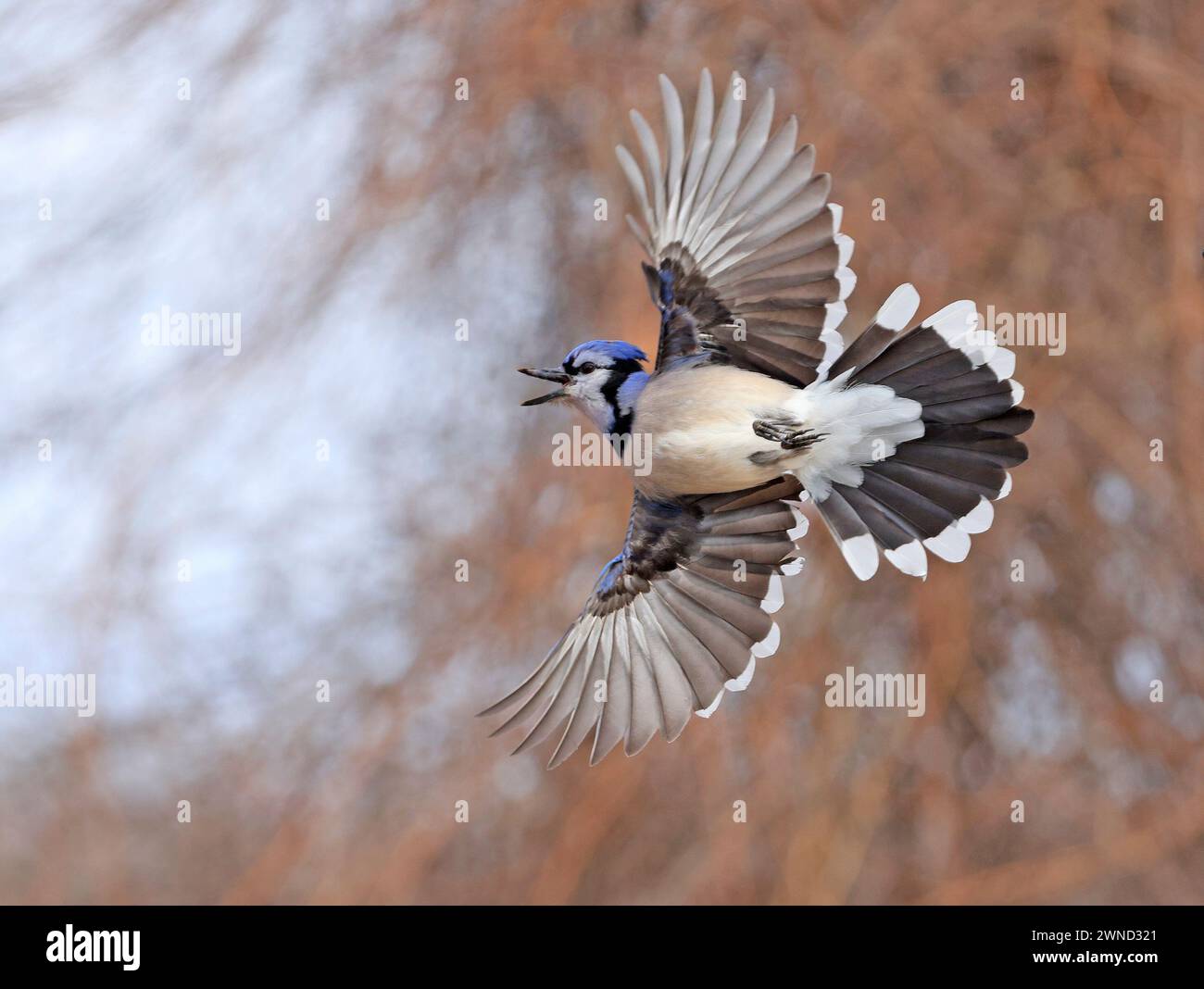 Blue Jay schwebt mitten in der Luft, Kanada Stockfoto