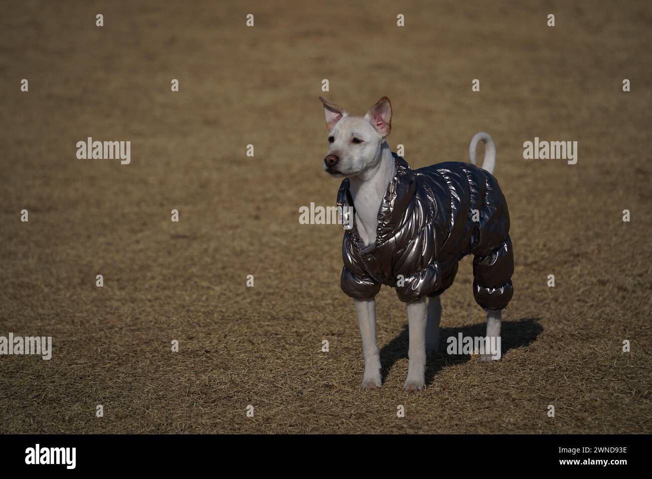 Weißer Hund mit glänzender silberner Jacke auf einem Spaziergang im Park im Winter Stockfoto