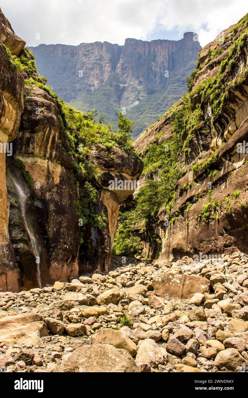 Blick entlang der Tugela-Schlucht, mit einem saisonalen Wasserfall, der über eine der Klippen stürzt Stockfoto