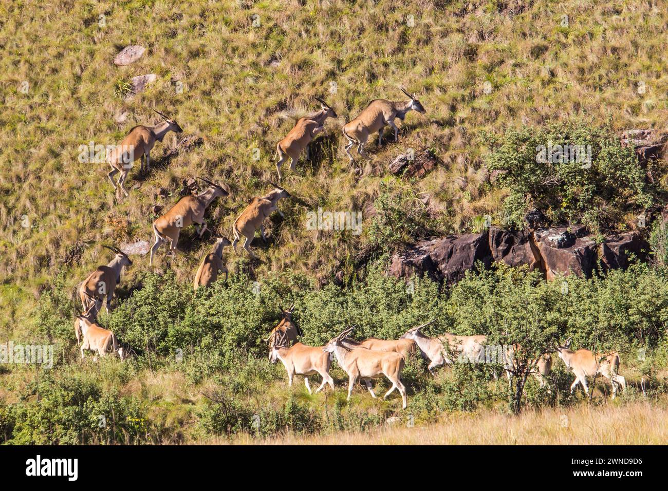 Taurotragus oryx, eine Herde von Gemeindeland, die die steilen Hänge des Drakensbergs hinaufklettert Stockfoto