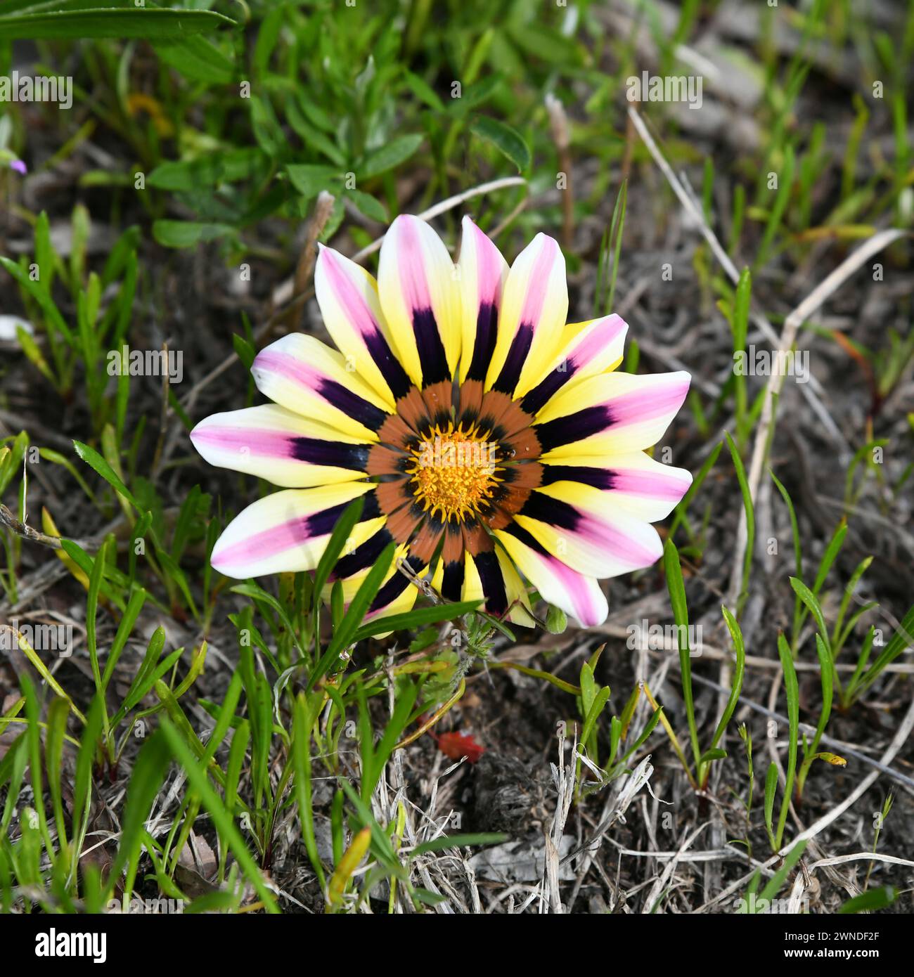 Gazania rigens, in Australien auch Küstengazania genannt Stockfoto