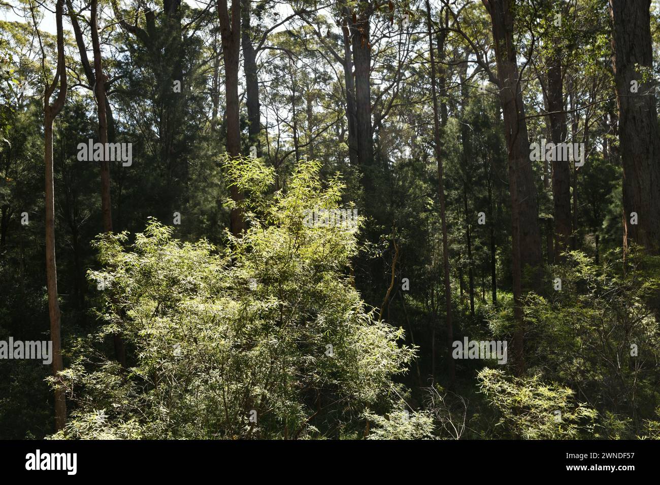 Sonnendurchfluteter Busch im Wald des Valley of the Giants in Walpole-Nornalup NP, WA Stockfoto