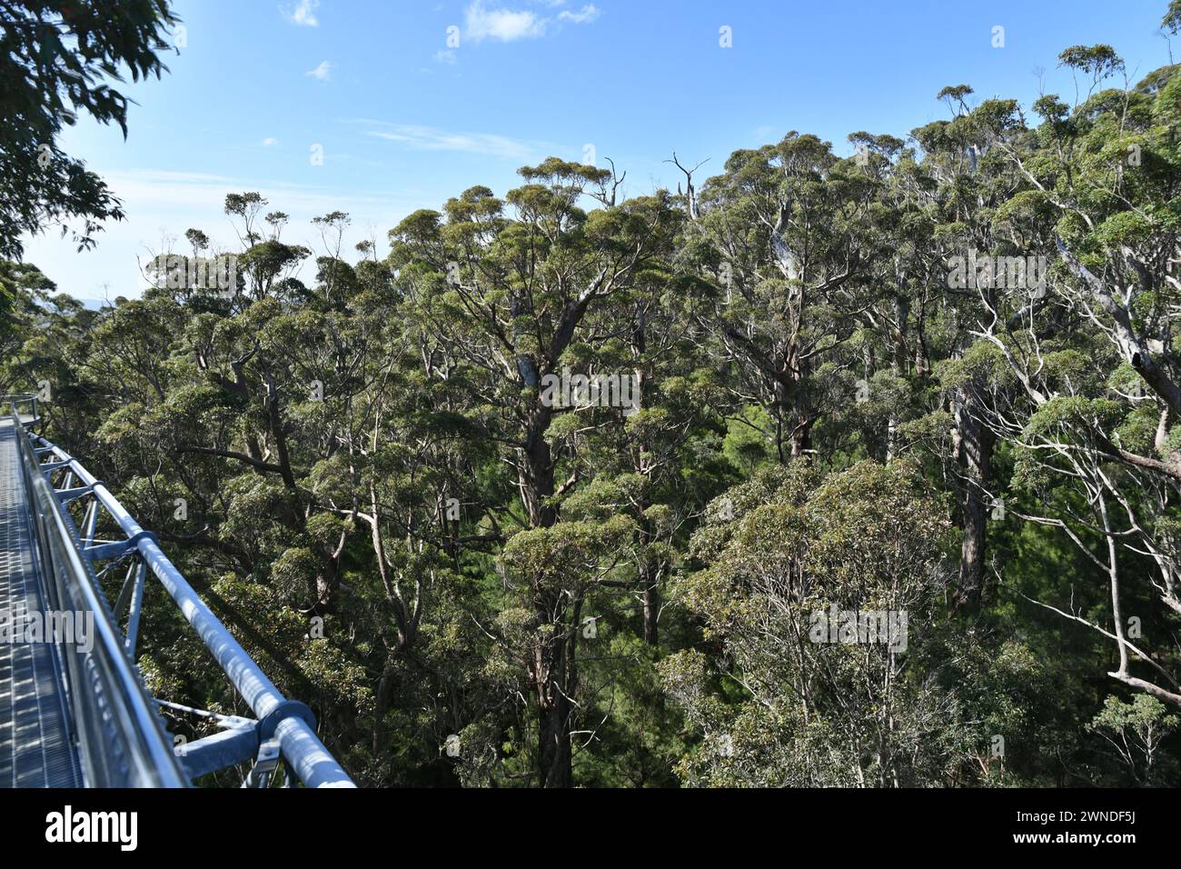 Der 600 Meter lange Tree Top Walk im Valley of the Giants ist eine bekannte Attraktion in West Australia Stockfoto