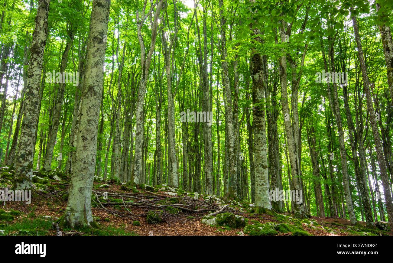 Der Wald von Cansiglio im Frühjahr Stockfoto