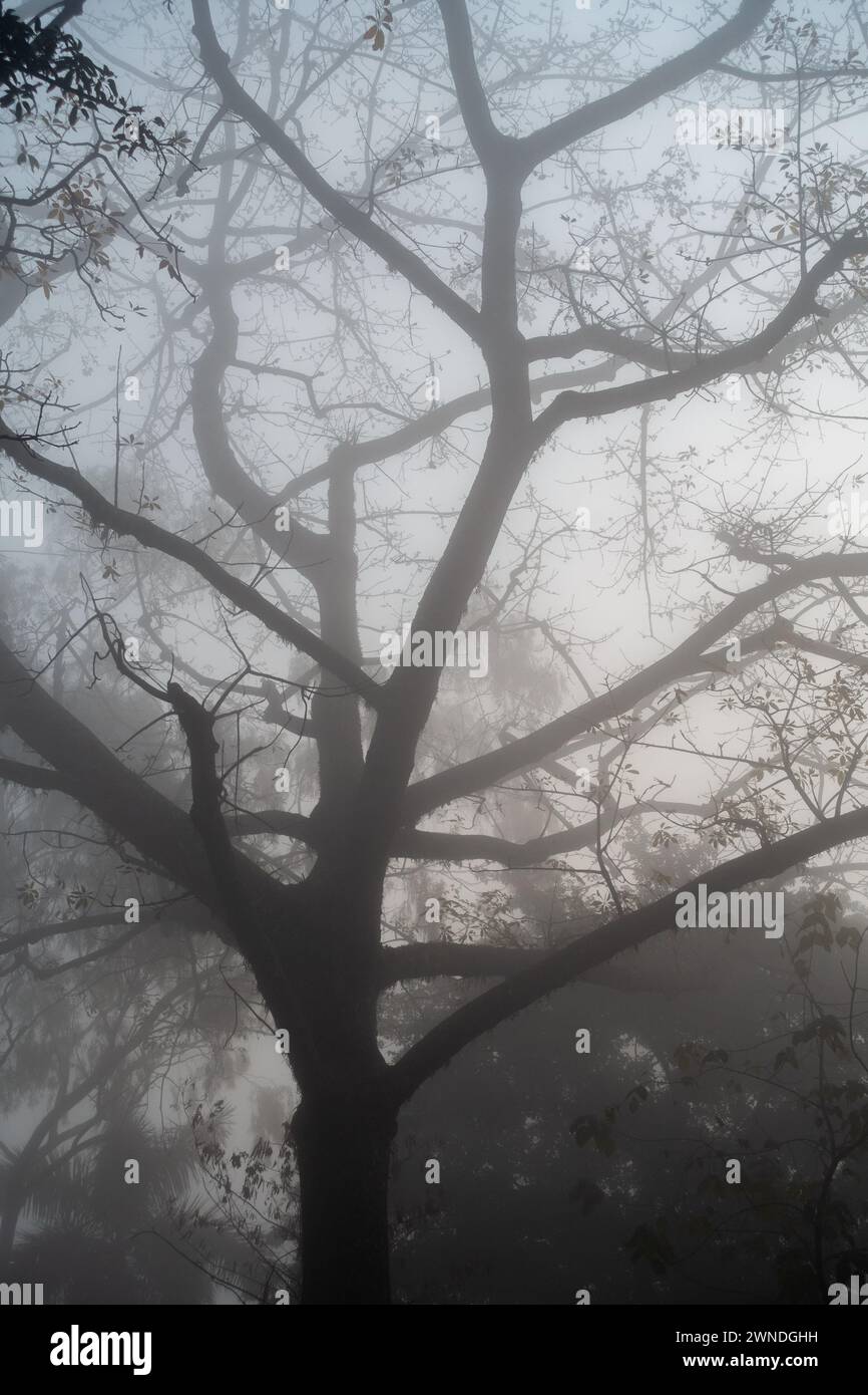 Künstlerisches Leafless Skelett eines großen Baumes in Misty Forest, Dehradun, Uttarakhand, Indien Stockfoto