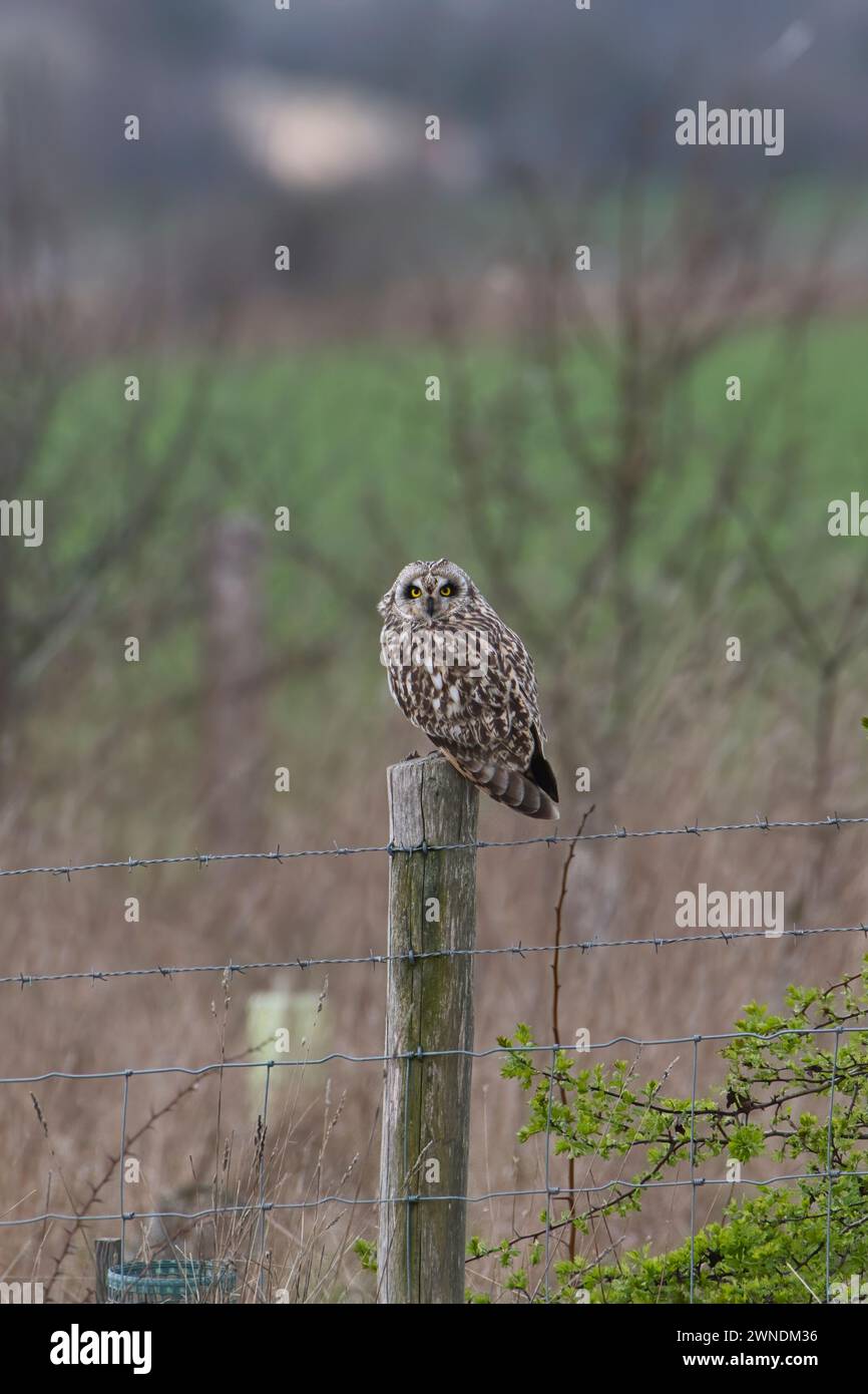 Kurzohrige (Asio flammeus), die im Winter auf einem Pfosten thront Stockfoto