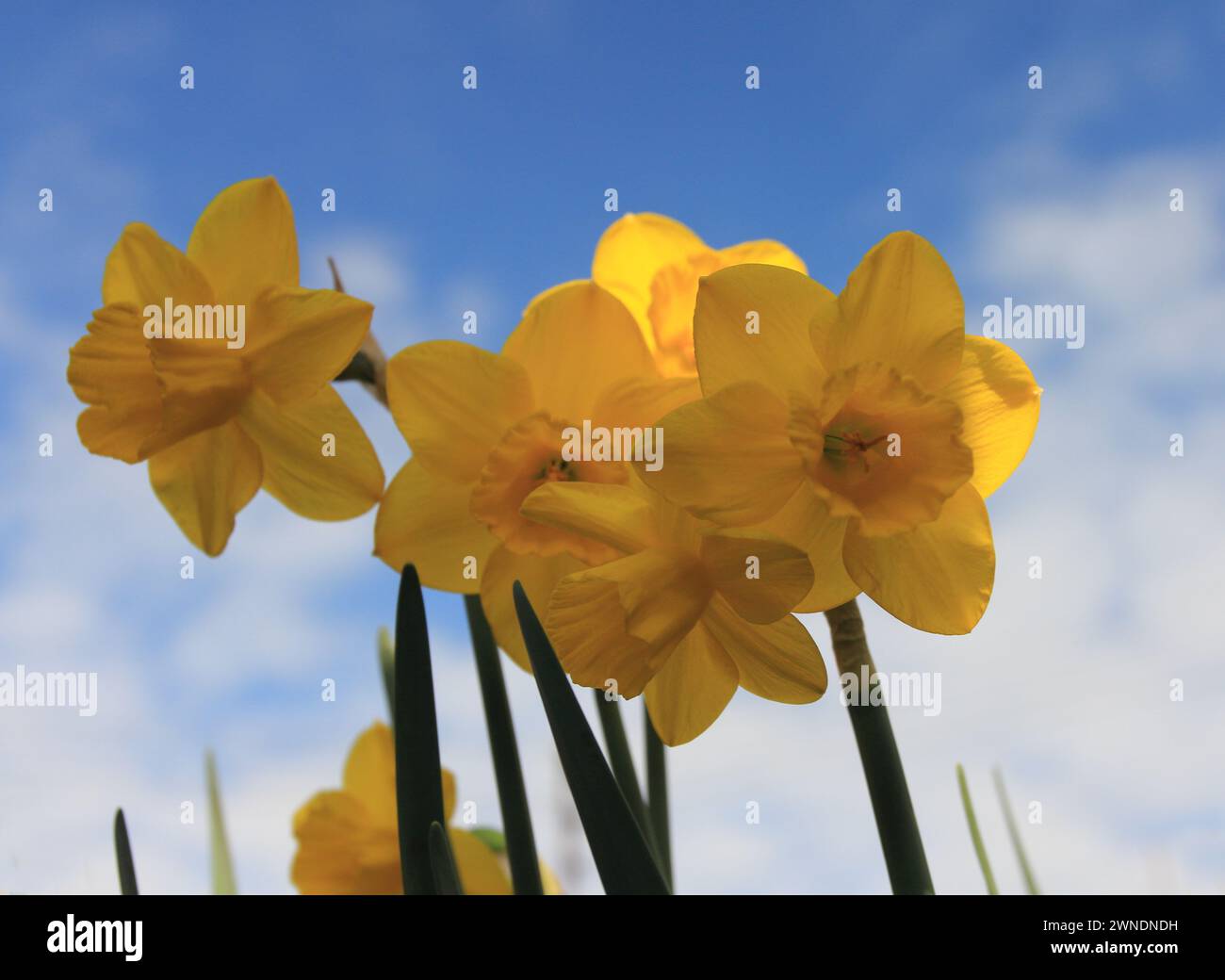 Narcissus pseudonarcissus (auch bekannt als Wilddaffodil oder Fastenlilie) ist ein mehrjähriges Blüteschema Stockfoto