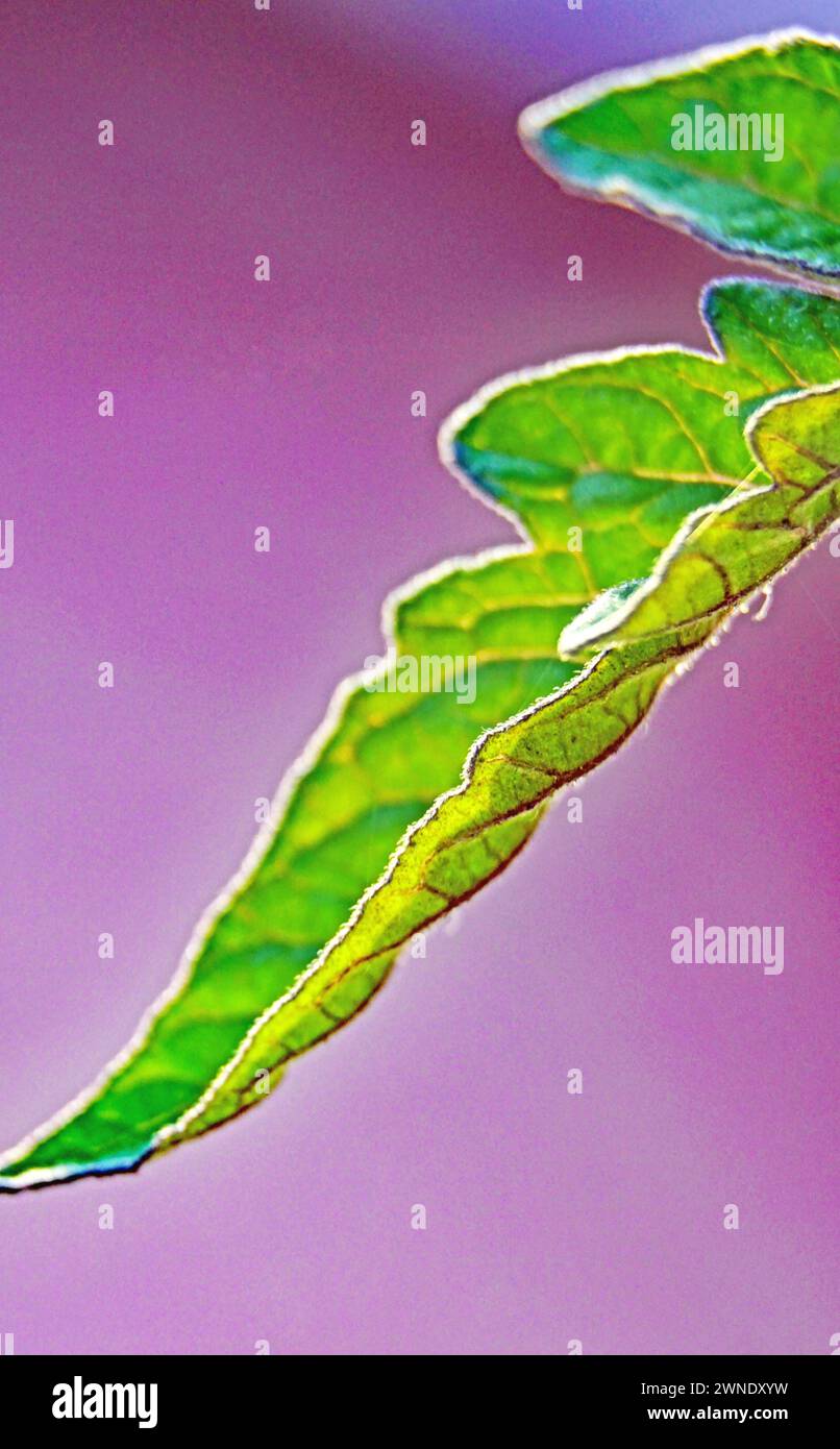 Grünes Blatt einer Tomatenpflanze im Topf Stockfoto