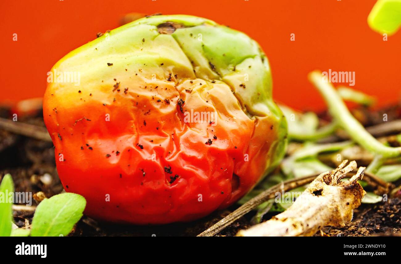 Grüner Pfeffer im Prozess der Verrottung Stockfoto