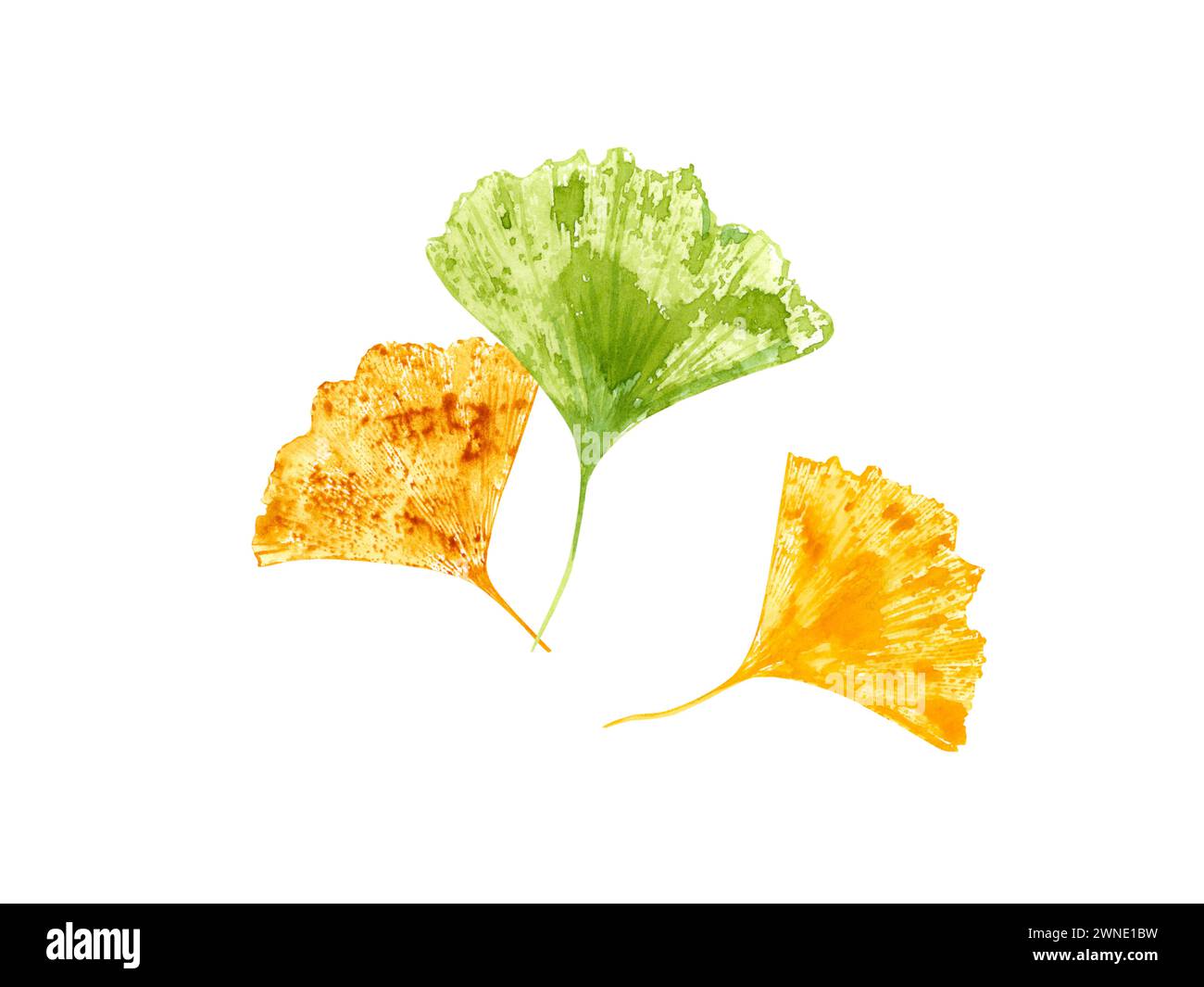 Blattprägung der Biloba. Blätter in goldenen, grünen Farben. Design modernes Gingko-Blatt. Herbst, Herbstlaub. Ginkgo, Palme, trockene abstrakte Fächerblätter. Stockfoto
