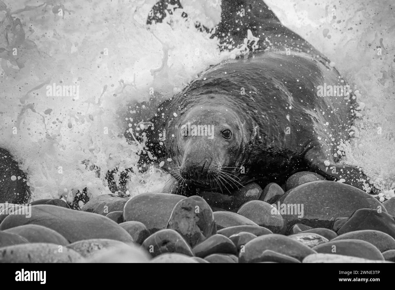 Big Bull Seal kommt an Land. Dieser Strandmeister beherrschte die Paarungsrechte an einem Strand in Berwickshire, Schottland, Großbritannien. Stockfoto