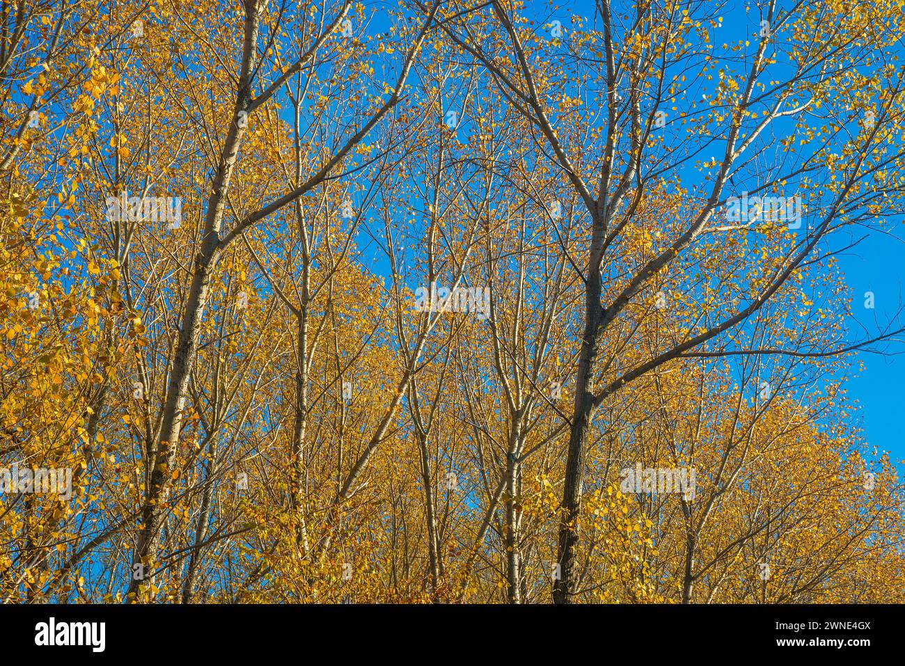 Laubbäume im Herbst. Stockfoto