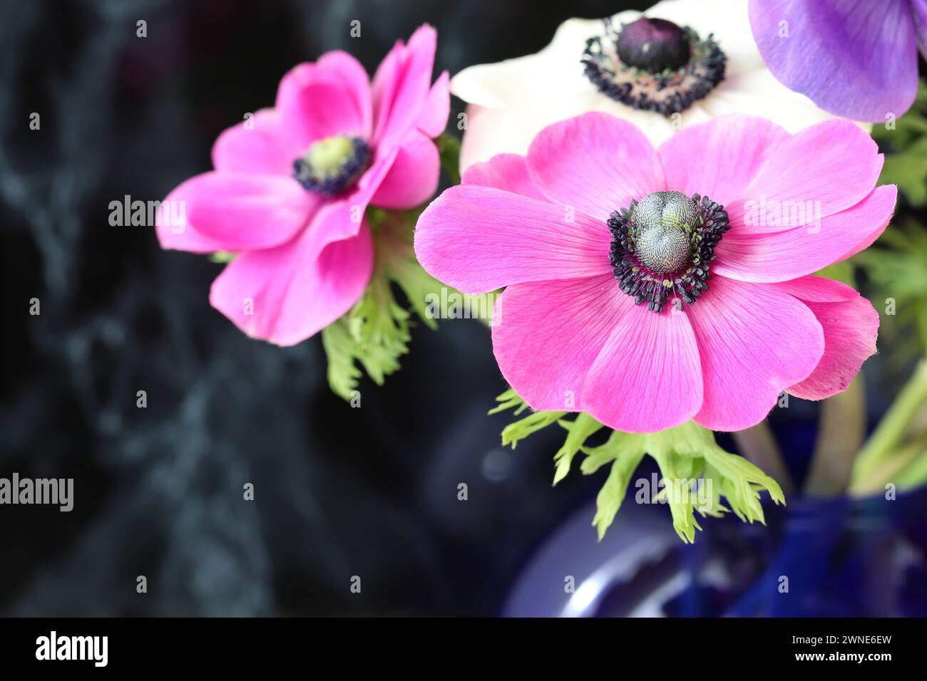 Nahaufnahme von wunderschönen rosa Anemonen vor dunklem Hintergrund, Kopierraum Stockfoto