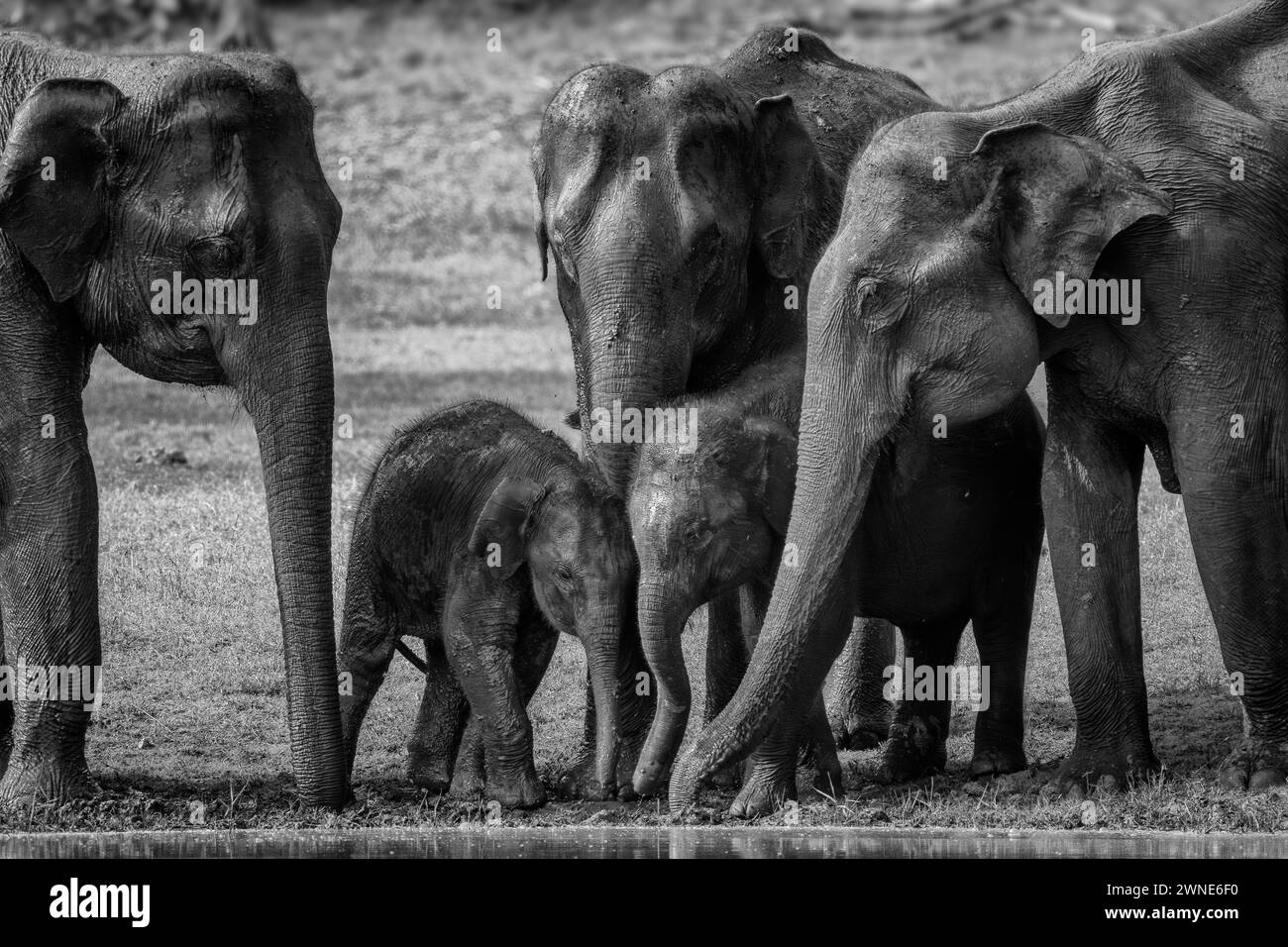 Asiatischer Elefant - Elephas maximus, wunderschönes großes, ikonisches Säugetier aus asiatischen Wäldern und Wäldern, Nagarahole Tiger Reserve, Indien. Stockfoto