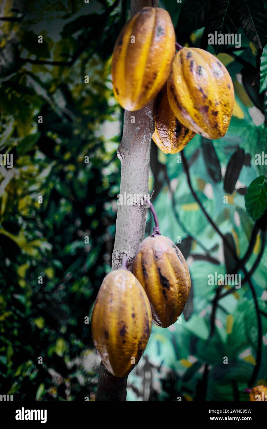 Gelbe und braune Kakaofrüchte hängen von einem Baum, bereit für die Ernte, umgeben von grünen Blättern Stockfoto