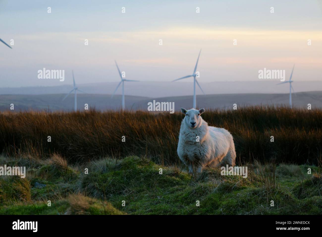 Schafe auf einem walisischen Berg, umgeben von Windturbinen bei Sonnenuntergang Stockfoto