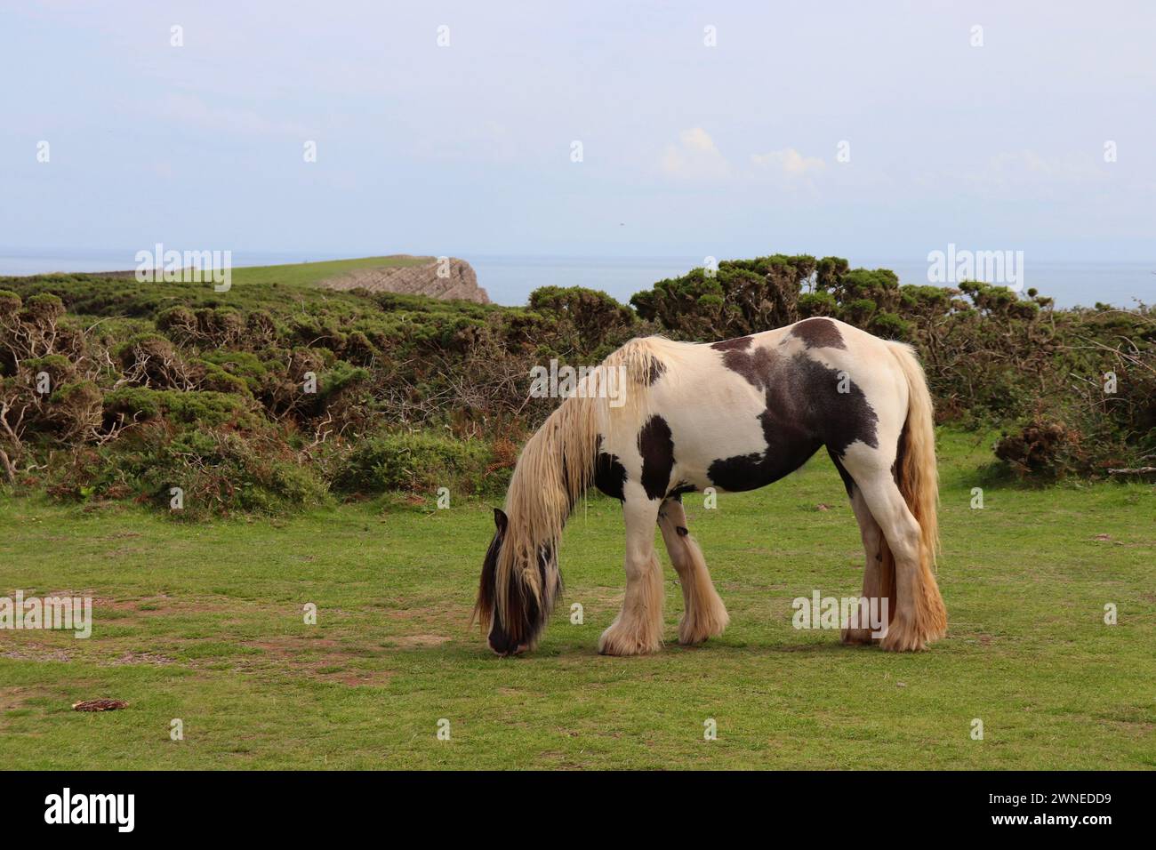 Weidepferd an einer walisischen Küste Stockfoto