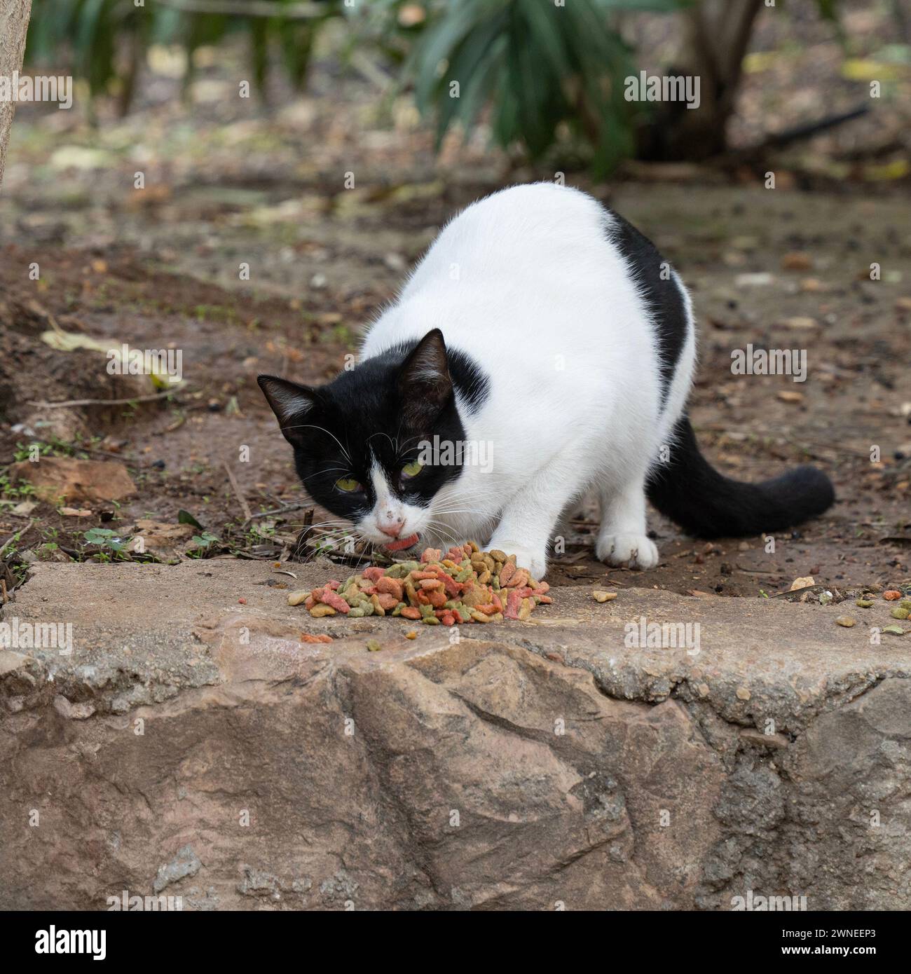 Eine verwilderte Katze isst Katzenfutter, das sie von netten Menschen auf einer Straße in Jerusalem, Israel, hinterlassen hat. Stockfoto