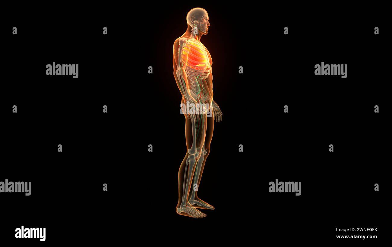 Menschliche Atmungssystem Lungen Anatomie Stockfoto