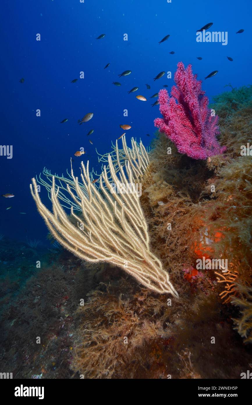 Weißer Gorgon (Eunicella singularis) und violeszierende Meerpeitsche (Paramuricea clavata), Tauchplatz Halbinsel Giens bei Hyeres, Mittelmeer Stockfoto