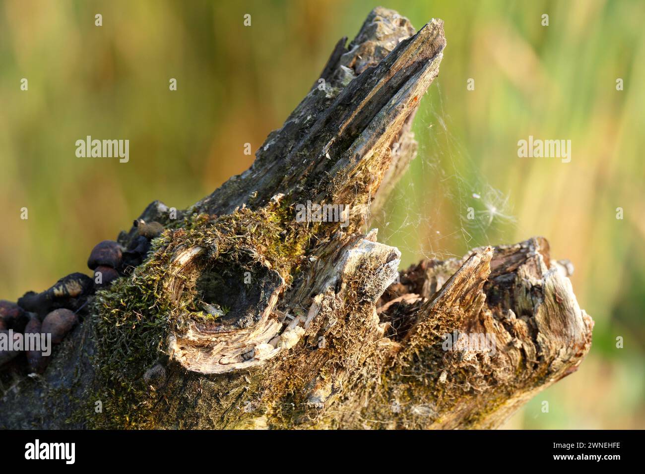 Deadwood im Wasser, Tierkopf aus Totholz, Naturpark Flusslandschaft Peenetal, Mecklenburg-Vorpommern, Deutschland Stockfoto