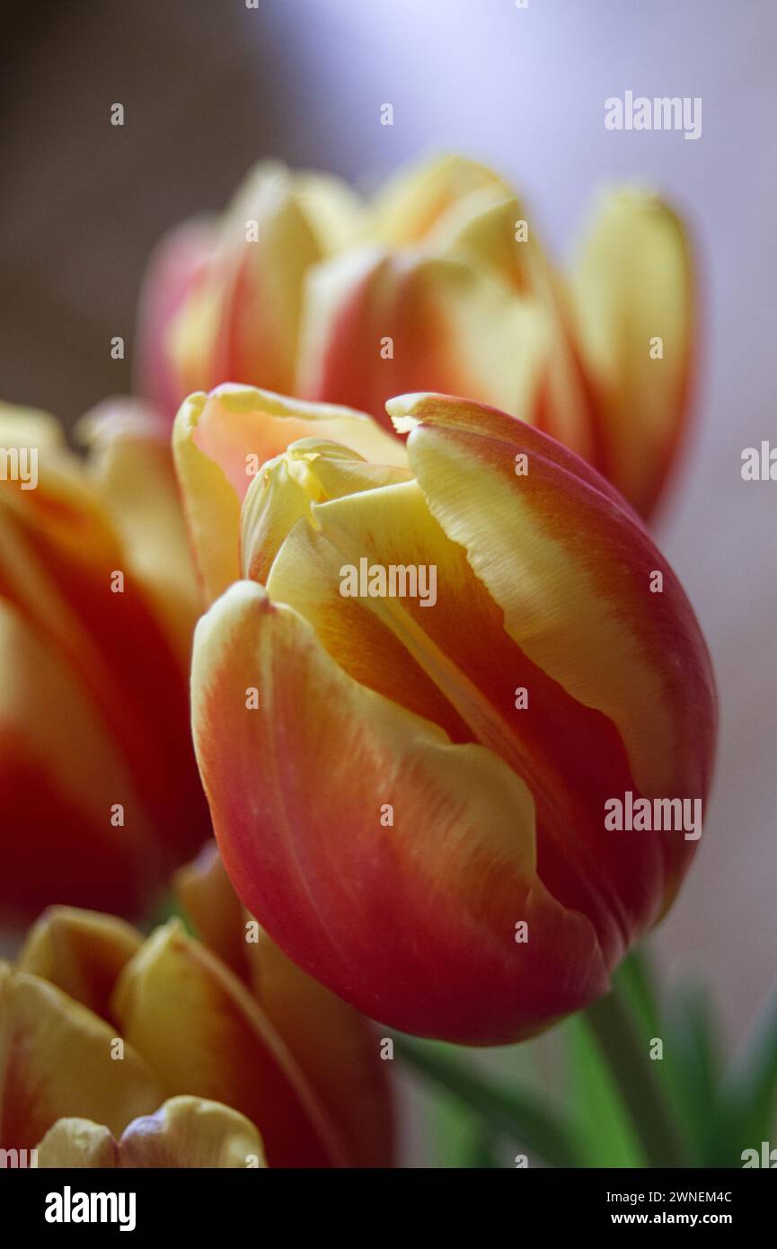 Nahaufnahme von roten Tulpen Stockfoto