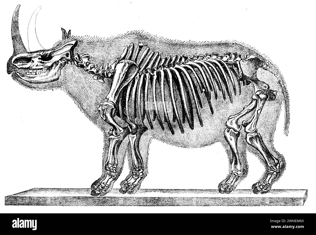 Wollnashorn, Brandts Rekonstruktion der Überreste eines sibirischen Exemplars, Coelodonta antiquitatis, (Evolutionsgeschichte, 1896), Wollnashorn, Rekonstruktion von Brandt nach den Resten eines sibirischen Exemplars, Rhinocéros laineux, Rekonstitution de Brandt d'après les restes d'un spécimen sibérien Stockfoto Wollnashorn, Brandts Rekonstruktion der Überreste eines sibirischen Exemplars, Coelodonta antiquitatis, (Evolutionsgeschichte, 1896), Wollnashorn, Rekonstruktion von Brandt nach den Resten eines sibirischen Exemplars, Rhinocéros laineux, Rekonstitution de Brandt d'après les restes d'un spécimen sibérien Stockfoto