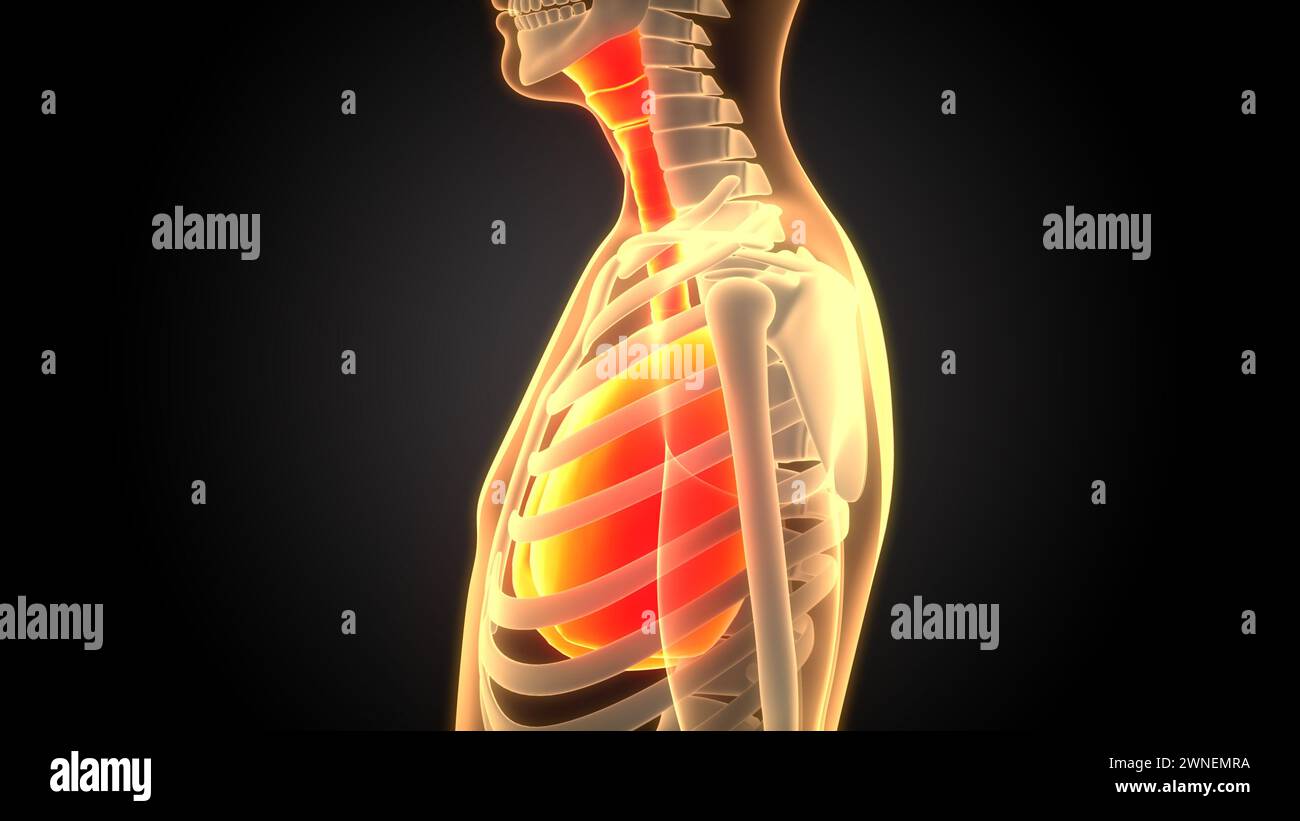 Menschliche Atmungssystem Lungen Anatomie Stockfoto