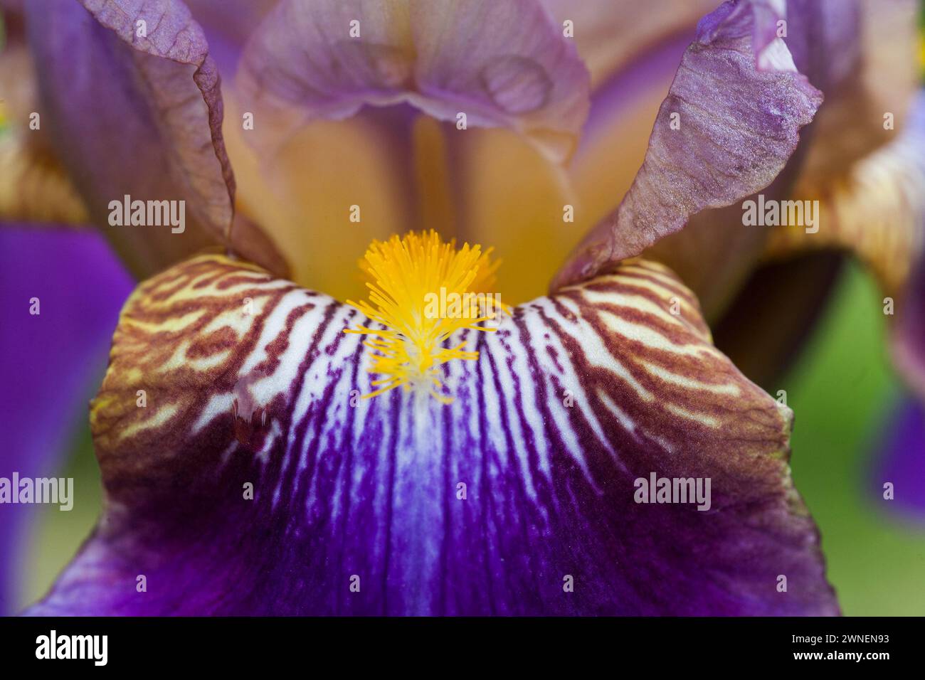 IRIS SIBERICA im Garten, bekannt als Sibirische Iris Stockfoto