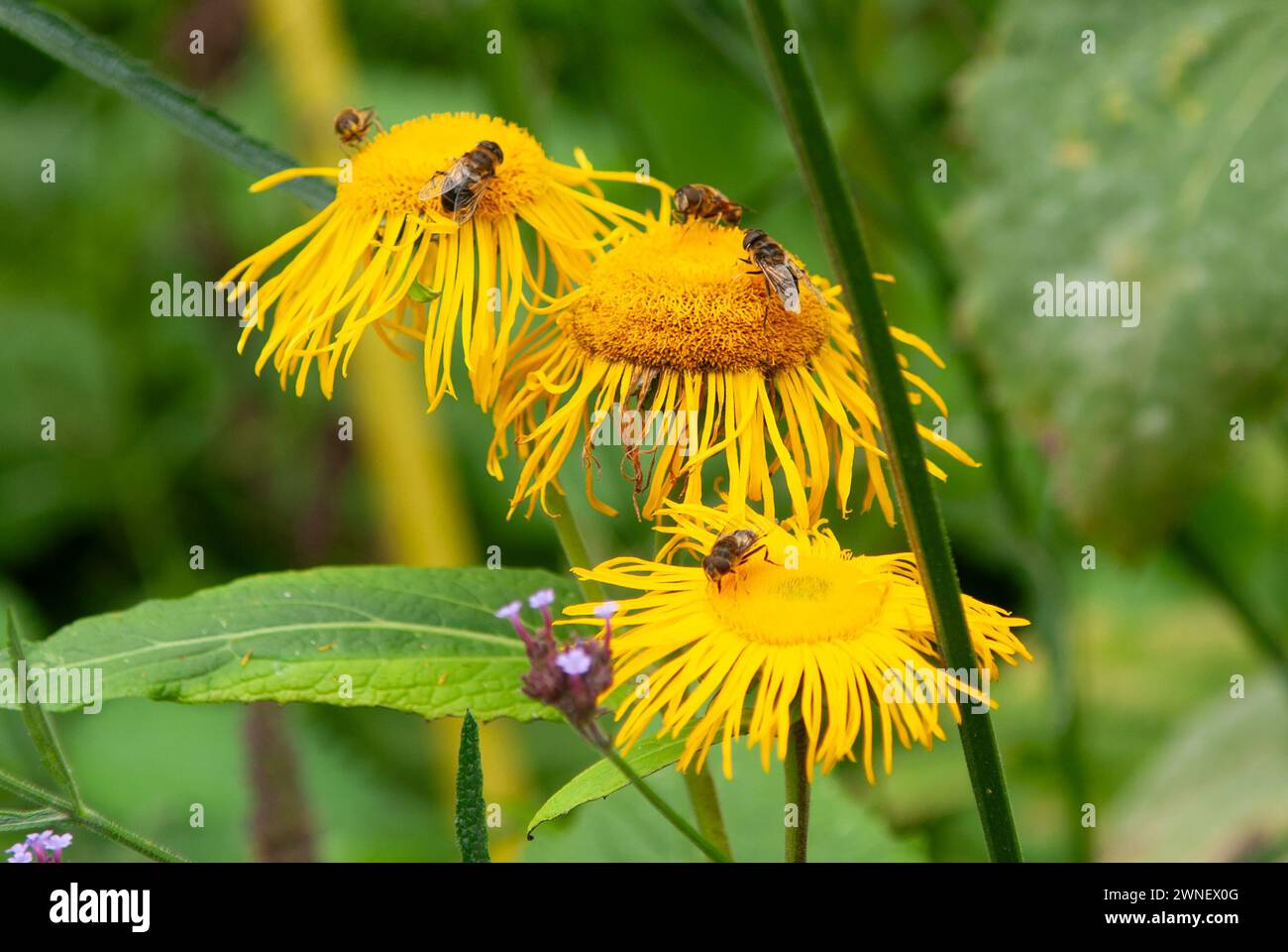 Rechte Seite Garten, Harlow Carr. Yorkshire, England, Vereinigtes Königreich Stockfoto