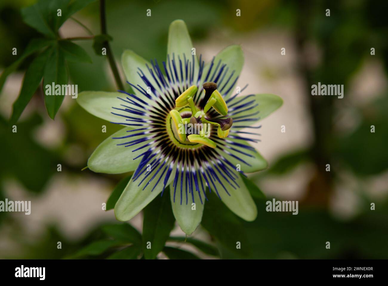 Rechte Seite Garten, Harlow Carr. Yorkshire, England, Vereinigtes Königreich Stockfoto