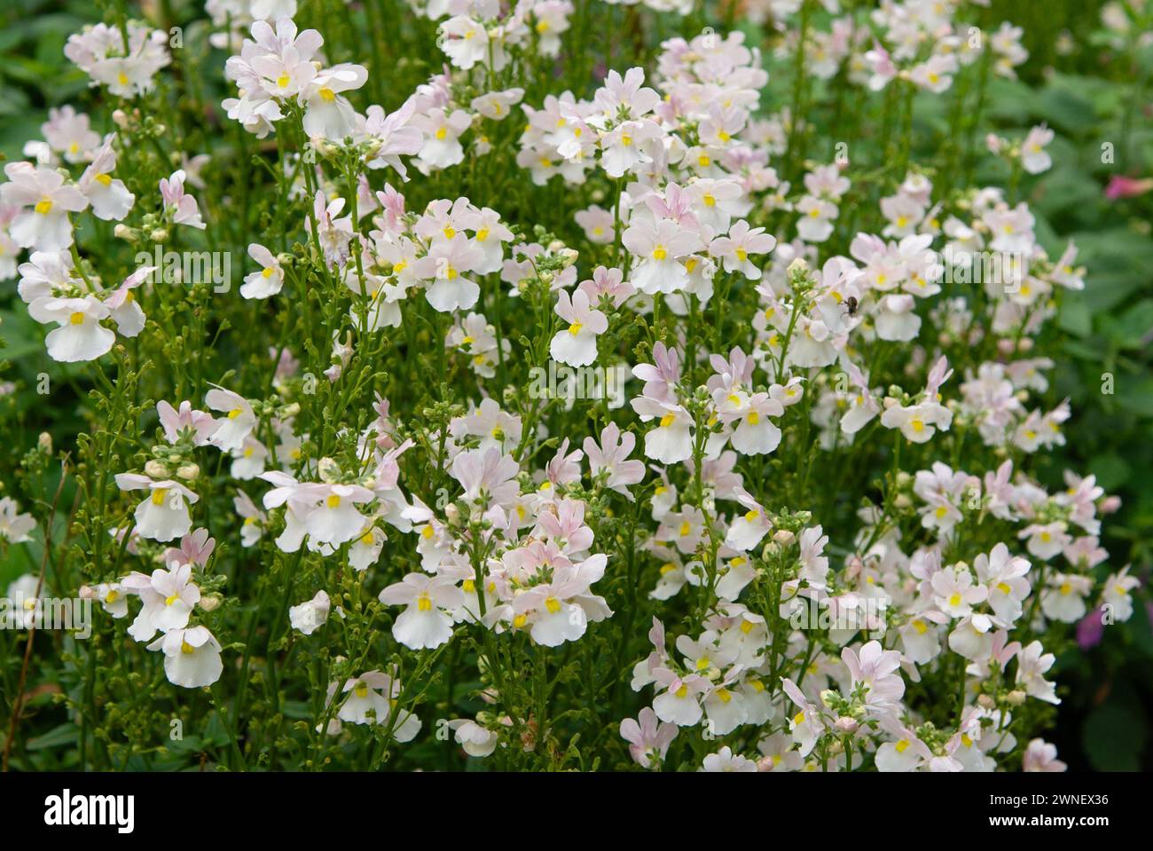 Rechte Seite Garten, Harlow Carr. Yorkshire, England, Vereinigtes Königreich Stockfoto