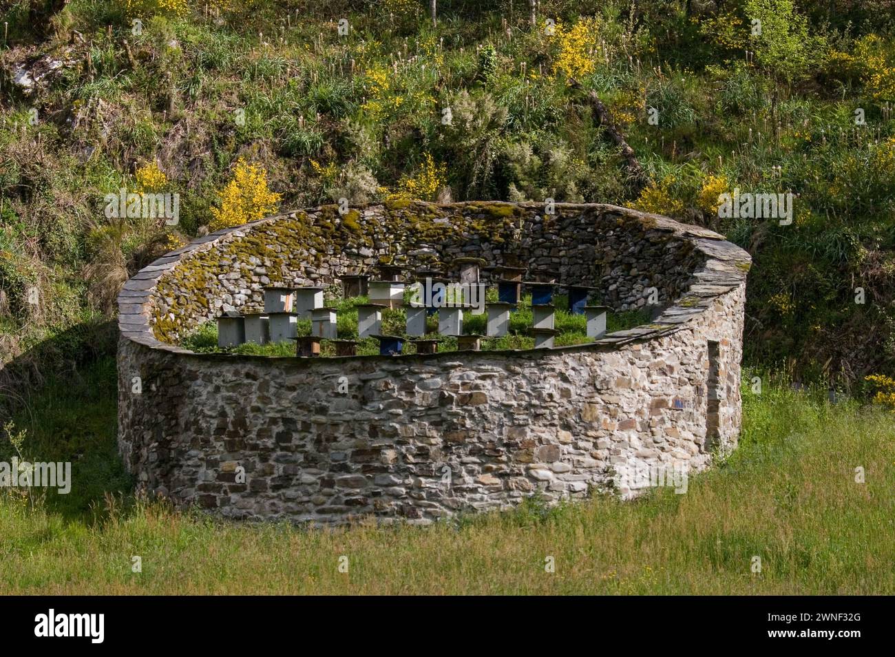 Bienenschutzmauer gegen Braunbären, Muniellos integrales Naturschutzgebiet, Asturien, Spanien Stockfoto