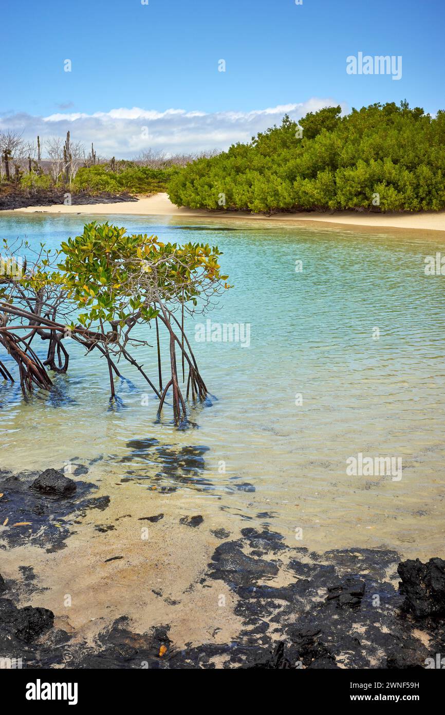 Landschaft der Insel Galapagos mit Mangroven, Ecuador. Stockfoto